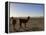 Llama and Alpaca on Salt Flats, Salar de Uyuni, Southwest Highlands, Bolivia, South America-Simon Montgomery-Framed Premier Image Canvas