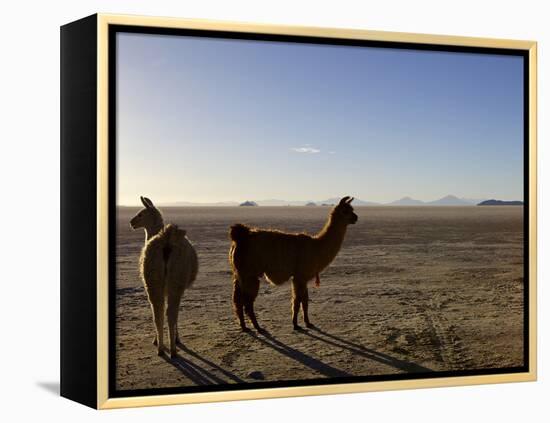 Llama and Alpaca on Salt Flats, Salar de Uyuni, Southwest Highlands, Bolivia, South America-Simon Montgomery-Framed Premier Image Canvas