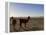 Llama and Alpaca on Salt Flats, Salar de Uyuni, Southwest Highlands, Bolivia, South America-Simon Montgomery-Framed Premier Image Canvas