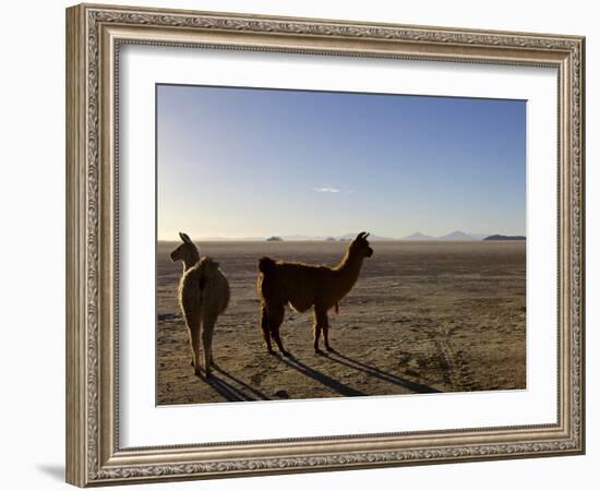 Llama and Alpaca on Salt Flats, Salar de Uyuni, Southwest Highlands, Bolivia, South America-Simon Montgomery-Framed Photographic Print