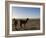 Llama and Alpaca on Salt Flats, Salar de Uyuni, Southwest Highlands, Bolivia, South America-Simon Montgomery-Framed Photographic Print