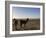 Llama and Alpaca on Salt Flats, Salar de Uyuni, Southwest Highlands, Bolivia, South America-Simon Montgomery-Framed Photographic Print