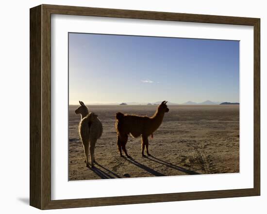 Llama and Alpaca on Salt Flats, Salar de Uyuni, Southwest Highlands, Bolivia, South America-Simon Montgomery-Framed Photographic Print