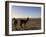 Llama and Alpaca on Salt Flats, Salar de Uyuni, Southwest Highlands, Bolivia, South America-Simon Montgomery-Framed Photographic Print