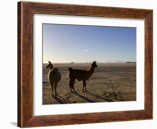 Llama and Alpaca on Salt Flats, Salar de Uyuni, Southwest Highlands, Bolivia, South America-Simon Montgomery-Framed Photographic Print