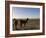 Llama and Alpaca on Salt Flats, Salar de Uyuni, Southwest Highlands, Bolivia, South America-Simon Montgomery-Framed Photographic Print