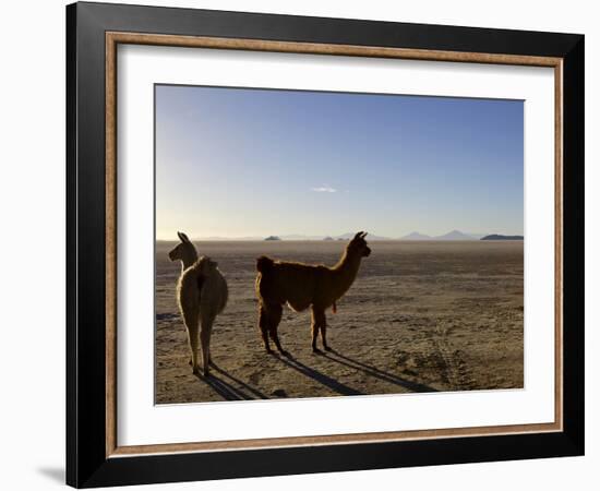 Llama and Alpaca on Salt Flats, Salar de Uyuni, Southwest Highlands, Bolivia, South America-Simon Montgomery-Framed Photographic Print