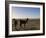 Llama and Alpaca on Salt Flats, Salar de Uyuni, Southwest Highlands, Bolivia, South America-Simon Montgomery-Framed Photographic Print