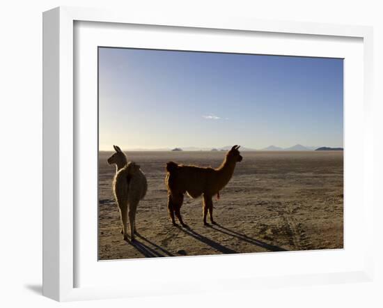 Llama and Alpaca on Salt Flats, Salar de Uyuni, Southwest Highlands, Bolivia, South America-Simon Montgomery-Framed Photographic Print