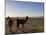 Llama and Alpaca on Salt Flats, Salar de Uyuni, Southwest Highlands, Bolivia, South America-Simon Montgomery-Mounted Photographic Print