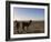 Llama and Alpaca on Salt Flats, Salar de Uyuni, Southwest Highlands, Bolivia, South America-Simon Montgomery-Framed Photographic Print