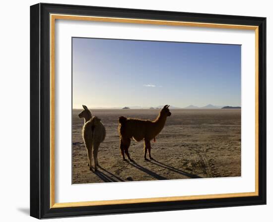 Llama and Alpaca on Salt Flats, Salar de Uyuni, Southwest Highlands, Bolivia, South America-Simon Montgomery-Framed Photographic Print