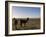 Llama and Alpaca on Salt Flats, Salar de Uyuni, Southwest Highlands, Bolivia, South America-Simon Montgomery-Framed Photographic Print