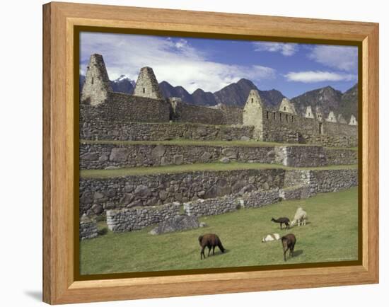Llama and Ruins, Machu Picchu, Peru-Claudia Adams-Framed Premier Image Canvas