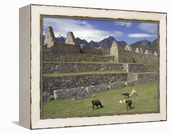 Llama and Ruins, Machu Picchu, Peru-Claudia Adams-Framed Premier Image Canvas