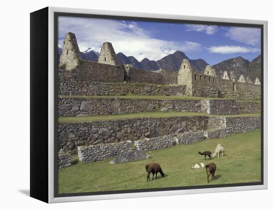 Llama and Ruins, Machu Picchu, Peru-Claudia Adams-Framed Premier Image Canvas