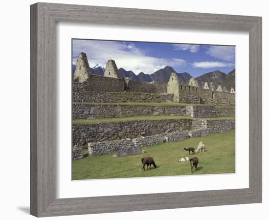 Llama and Ruins, Machu Picchu, Peru-Claudia Adams-Framed Photographic Print