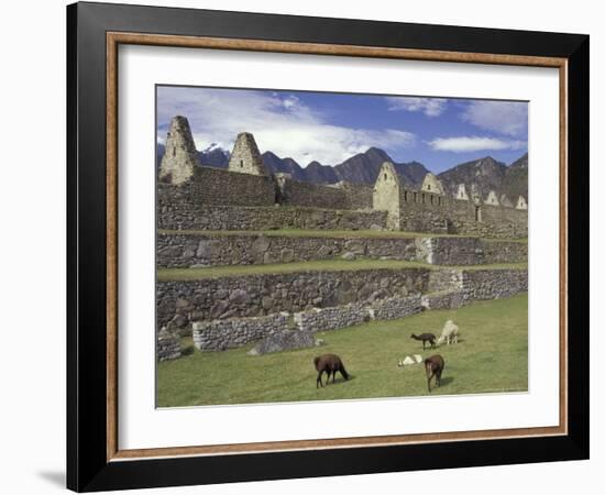 Llama and Ruins, Machu Picchu, Peru-Claudia Adams-Framed Photographic Print