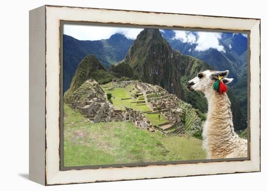 Llama at Historic Lost City of Machu Picchu - Peru-Yaro-Framed Premier Image Canvas