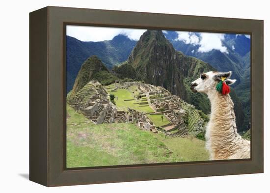 Llama at Historic Lost City of Machu Picchu - Peru-Yaro-Framed Premier Image Canvas