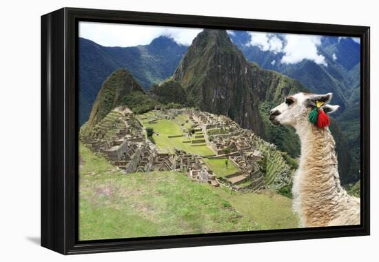 Llama at Historic Lost City of Machu Picchu - Peru-Yaro-Framed Premier Image Canvas