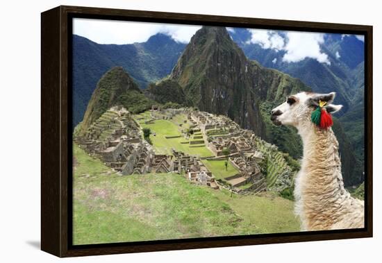 Llama at Historic Lost City of Machu Picchu - Peru-Yaro-Framed Premier Image Canvas