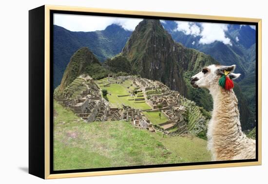 Llama at Historic Lost City of Machu Picchu - Peru-Yaro-Framed Premier Image Canvas