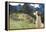 Llama at Historic Lost City of Machu Picchu - Peru-Yaro-Framed Premier Image Canvas