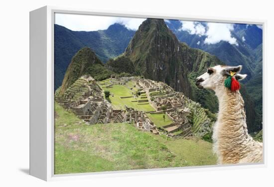 Llama at Historic Lost City of Machu Picchu - Peru-Yaro-Framed Premier Image Canvas