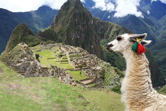 Llama At Historic Lost City Of Machu Picchu Peru Photographic Print Yaro Art Com