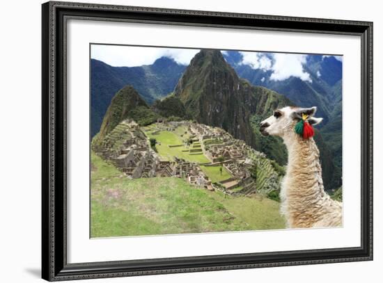 Llama at Historic Lost City of Machu Picchu - Peru-Yaro-Framed Photographic Print