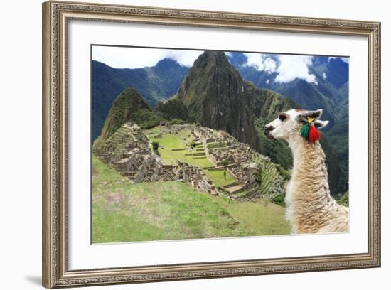 Llama at Historic Lost City of Machu Picchu - Peru-Yaro-Framed Photographic Print