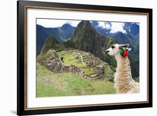 Llama at Historic Lost City of Machu Picchu - Peru-Yaro-Framed Photographic Print