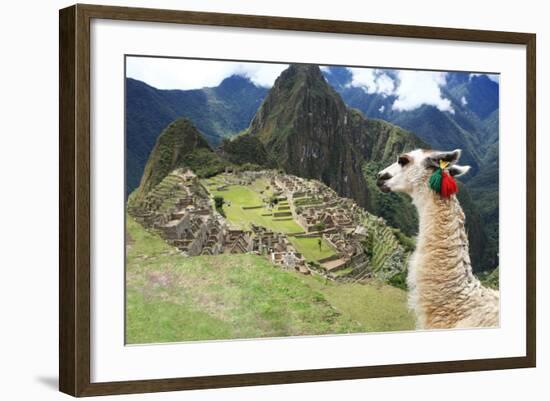 Llama at Historic Lost City of Machu Picchu - Peru-Yaro-Framed Photographic Print