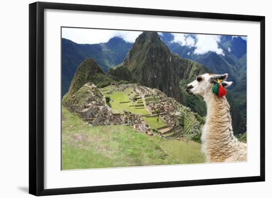 Llama at Historic Lost City of Machu Picchu - Peru-Yaro-Framed Photographic Print