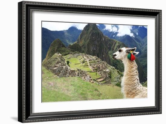 Llama at Historic Lost City of Machu Picchu - Peru-Yaro-Framed Photographic Print