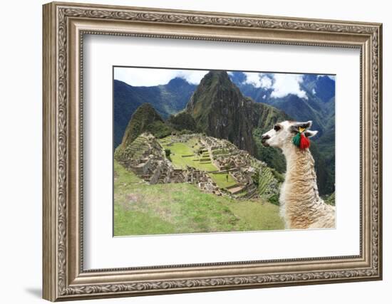 Llama at Historic Lost City of Machu Picchu - Peru-Yaro-Framed Photographic Print