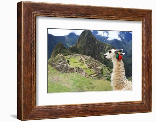 Llama at Historic Lost City of Machu Picchu - Peru-Yaro-Framed Photographic Print