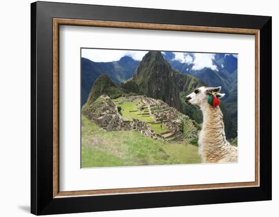 Llama at Historic Lost City of Machu Picchu - Peru-Yaro-Framed Photographic Print