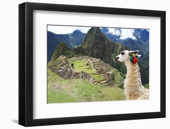 Llama at Historic Lost City of Machu Picchu - Peru-Yaro-Framed Photographic Print