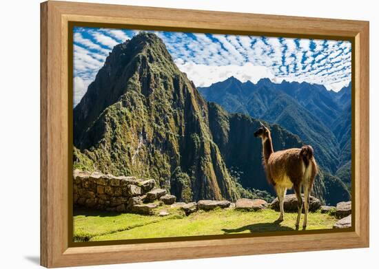 Llama at Machu Picchu, Incas Ruins in the Peruvian Andes at Cuzco Peru-OSTILL-Framed Premier Image Canvas