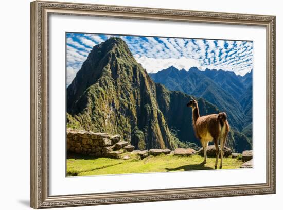 Llama at Machu Picchu, Incas Ruins in the Peruvian Andes at Cuzco Peru-OSTILL-Framed Photographic Print