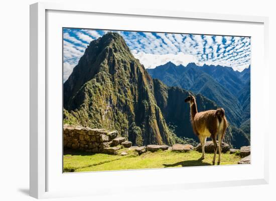 Llama at Machu Picchu, Incas Ruins in the Peruvian Andes at Cuzco Peru-OSTILL-Framed Photographic Print