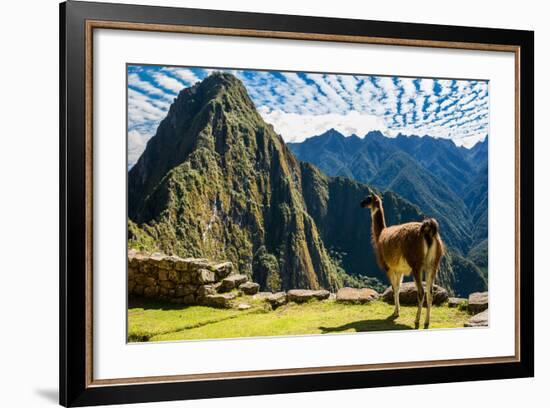 Llama at Machu Picchu, Incas Ruins in the Peruvian Andes at Cuzco Peru-OSTILL-Framed Photographic Print