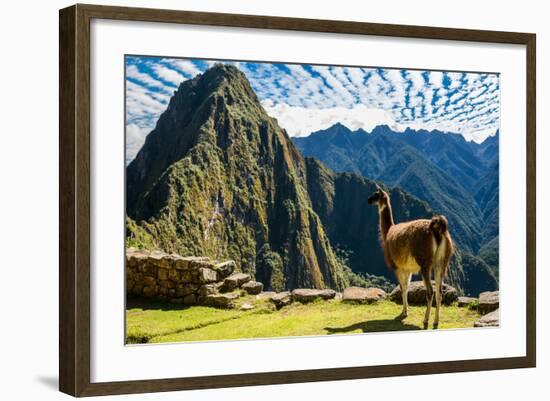 Llama at Machu Picchu, Incas Ruins in the Peruvian Andes at Cuzco Peru-OSTILL-Framed Photographic Print