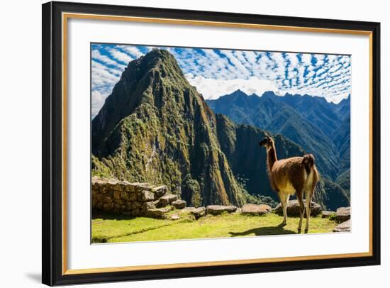 Llama at Machu Picchu, Incas Ruins in the Peruvian Andes at Cuzco Peru-OSTILL-Framed Photographic Print