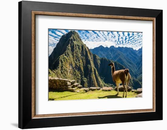 Llama at Machu Picchu, Incas Ruins in the Peruvian Andes at Cuzco Peru-OSTILL-Framed Photographic Print