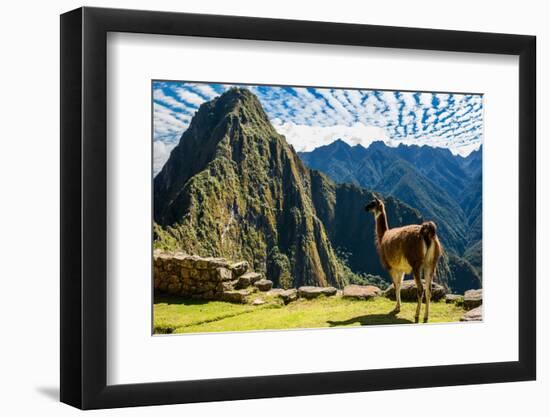 Llama at Machu Picchu, Incas Ruins in the Peruvian Andes at Cuzco Peru-OSTILL-Framed Photographic Print