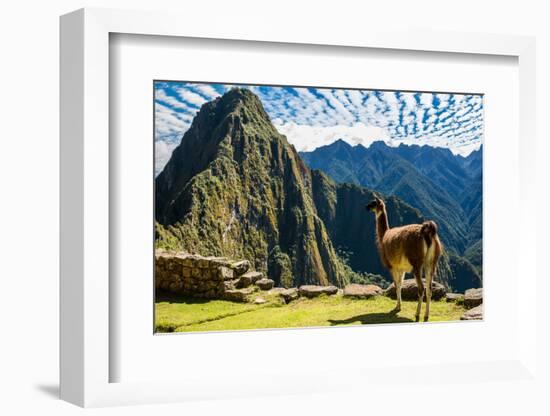 Llama at Machu Picchu, Incas Ruins in the Peruvian Andes at Cuzco Peru-OSTILL-Framed Photographic Print