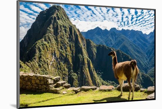 Llama at Machu Picchu, Incas Ruins in the Peruvian Andes at Cuzco Peru-OSTILL-Mounted Photographic Print